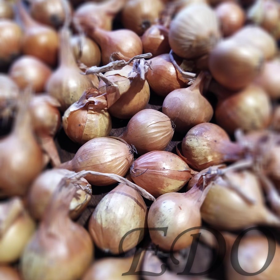 Лук Вавилова