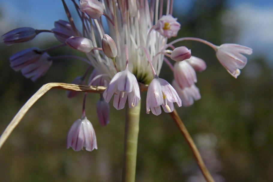 Allium podolicum