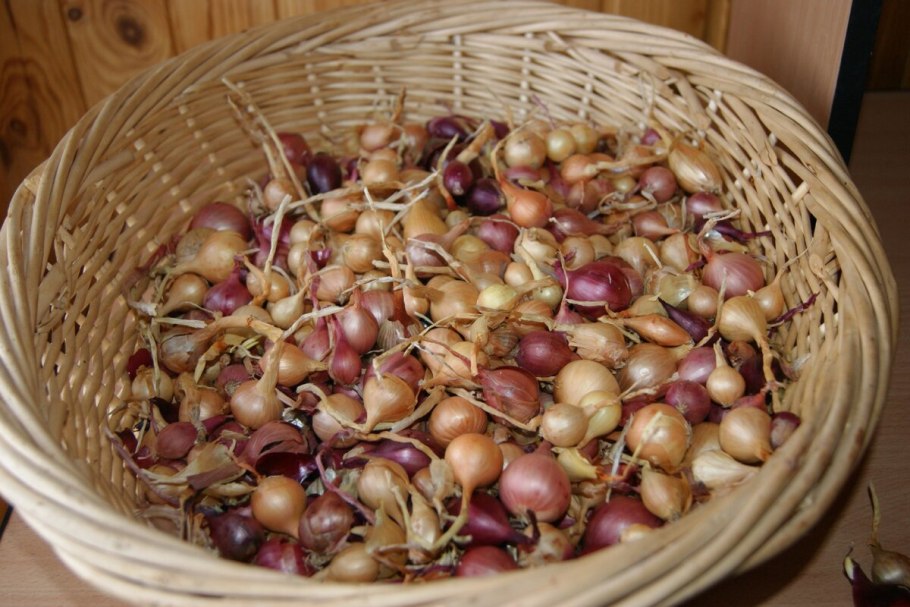 Лук шнитт весенний