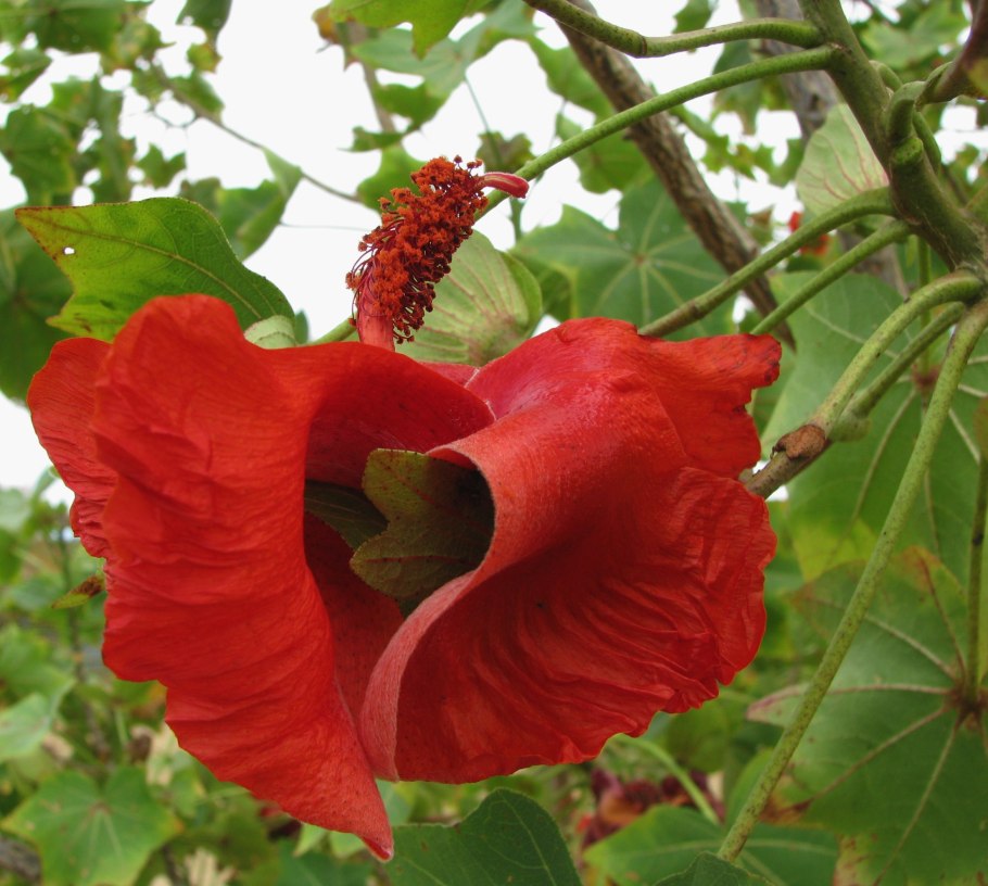 Кокио Кука дерево