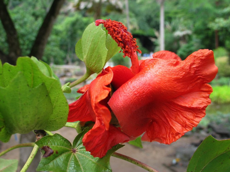 Кокия Кука цветок