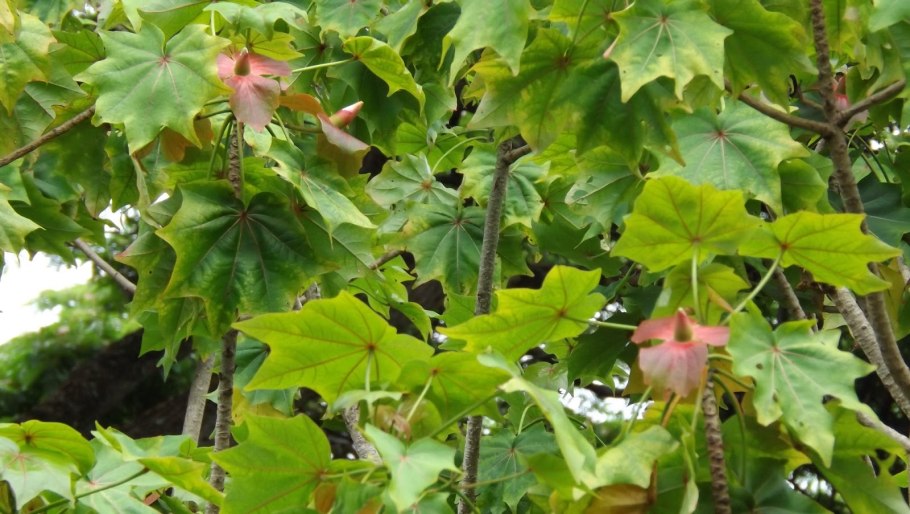 Редкое растение Кокио