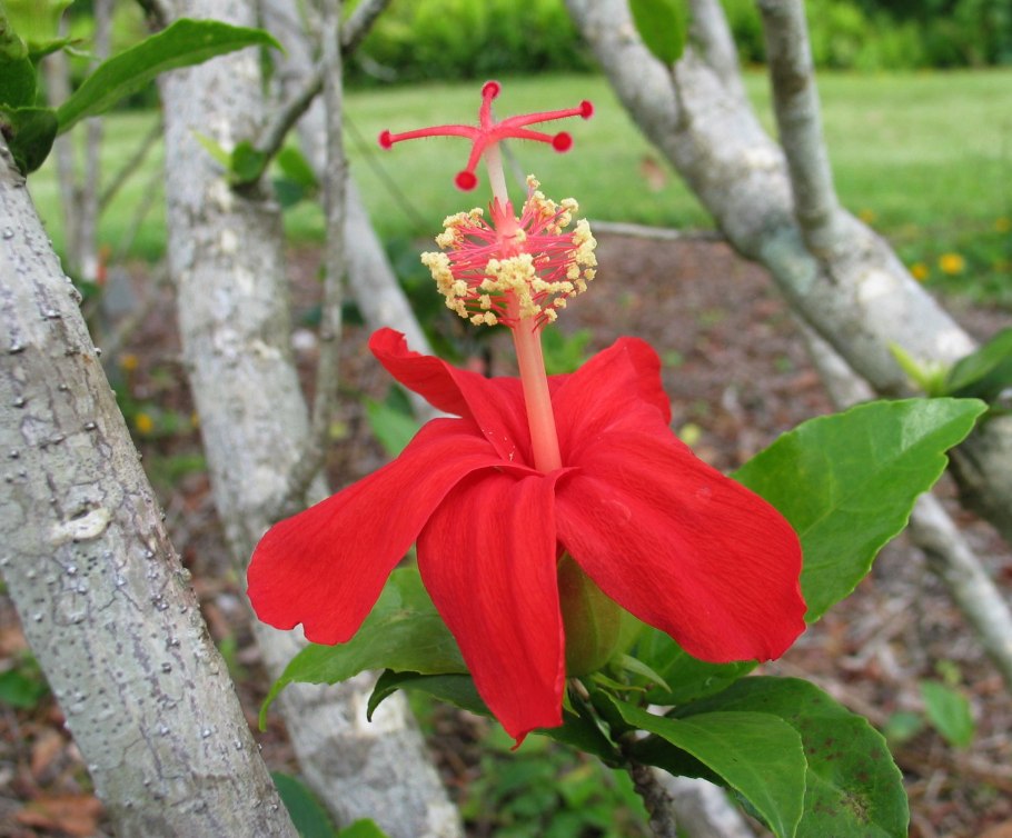 Дерево Кокио