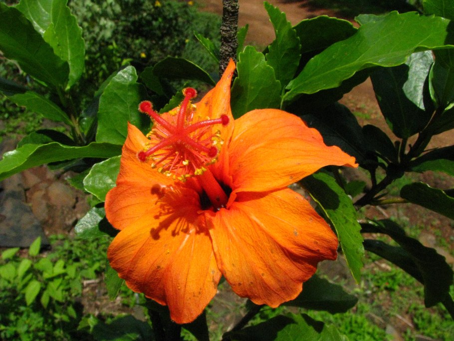 Гибискус красный