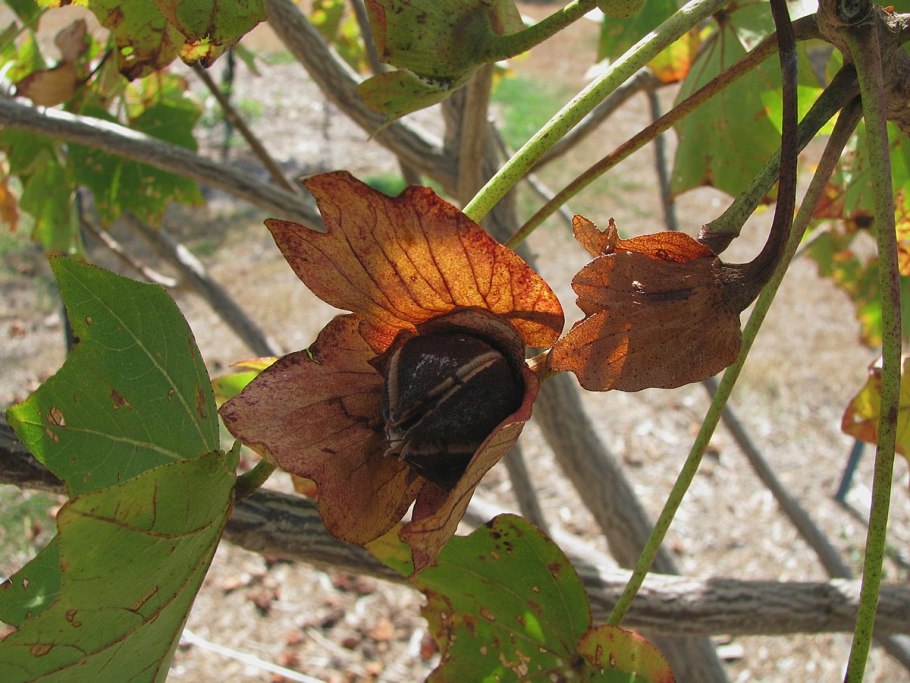 Все цветы лесныезеленыестручковыекамчатские