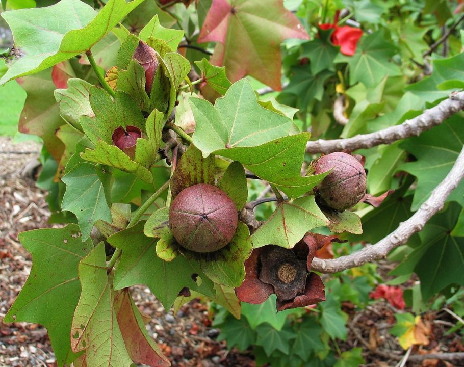 Кокио растение