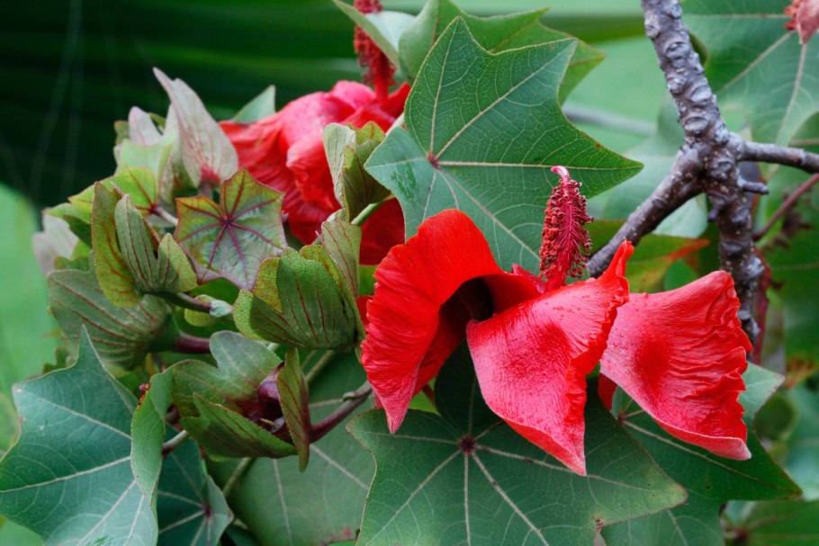 Кокия дерево