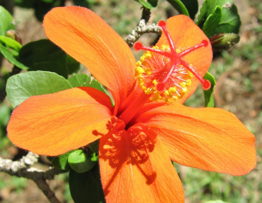 Абаксиальная часть листа