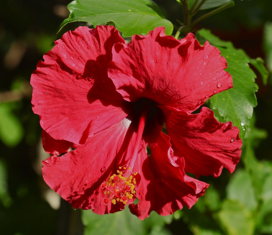 Кокия дерево