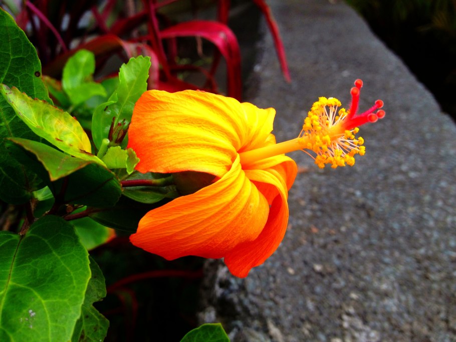 Дерево Кокио