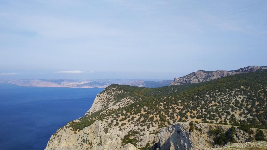 Кокия Кука дерево фото