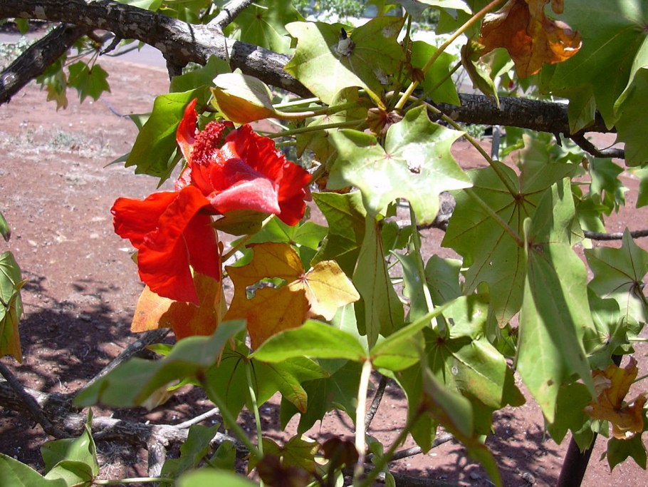 Кокио Кука дерево