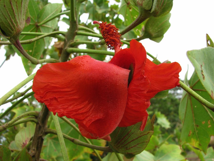 Кокио (kokia cookei)