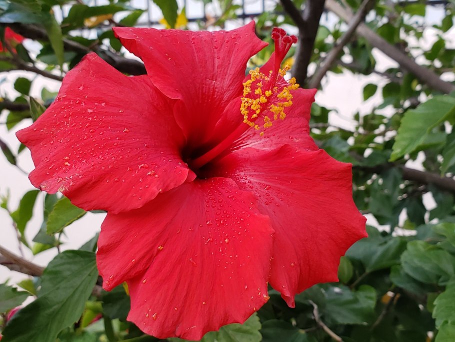 Гибискус китайский