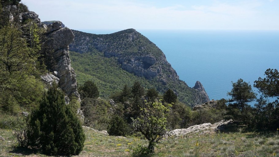 Кокио цветок