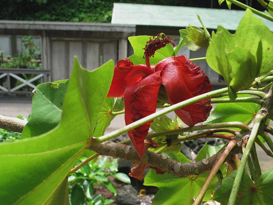 Гибискус японский