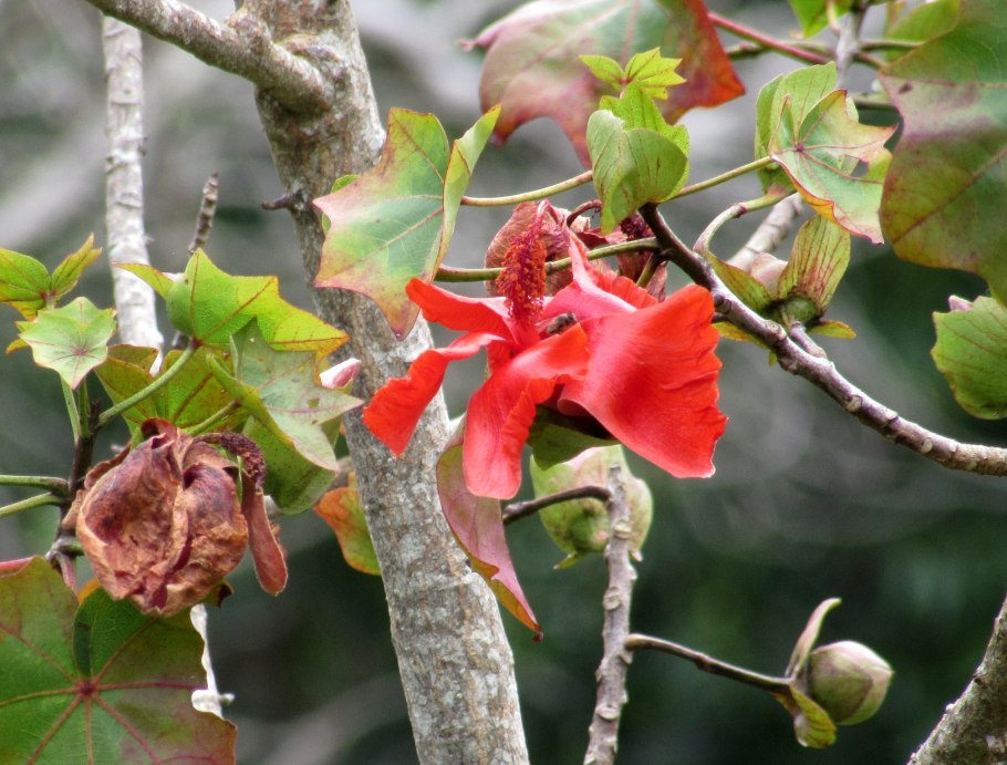 Растение kokia