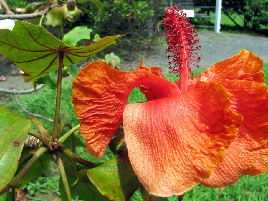 Гавайи дерево гибискус