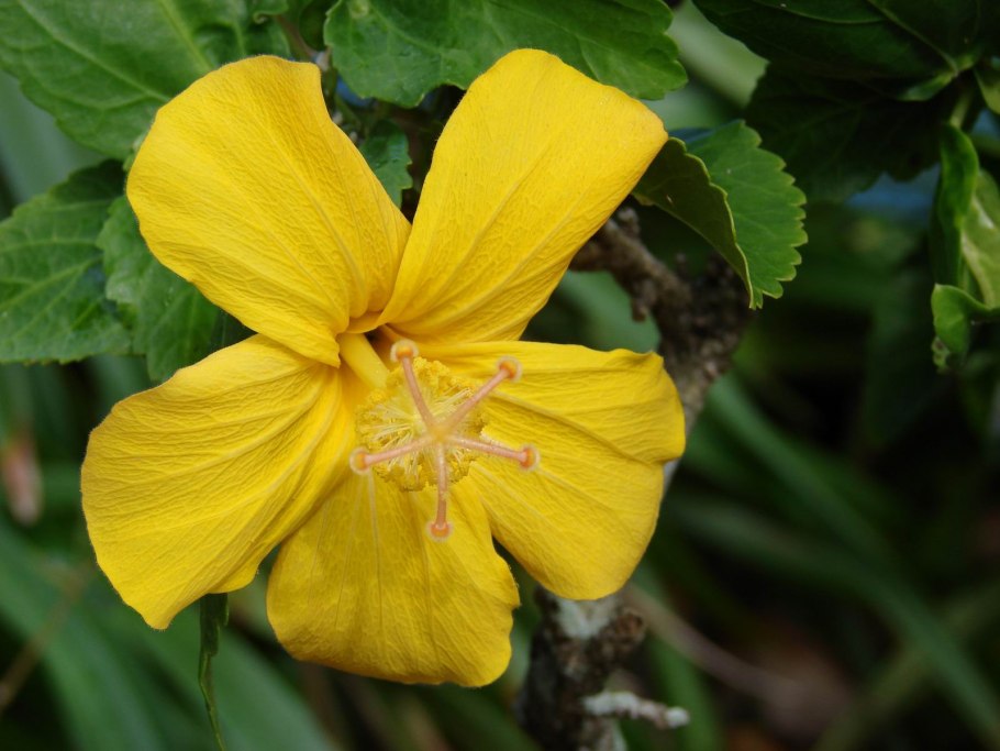 Кокио (kokia cookei)