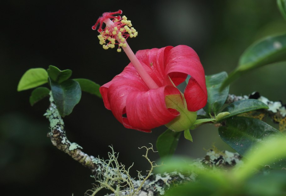 Дерево Кокио