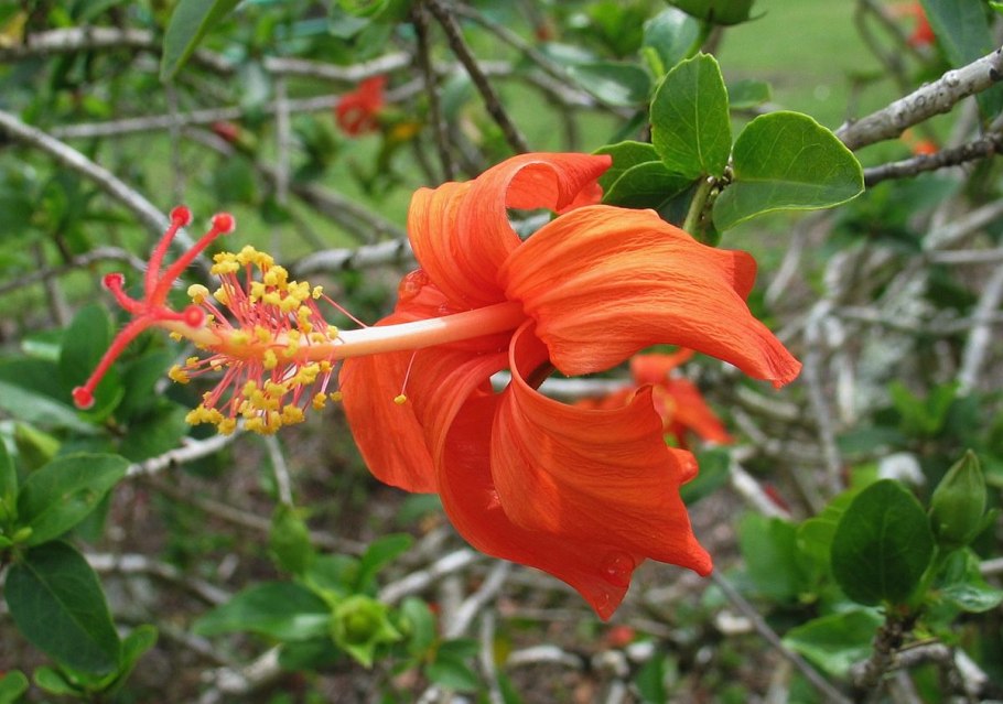 Кокио цветок