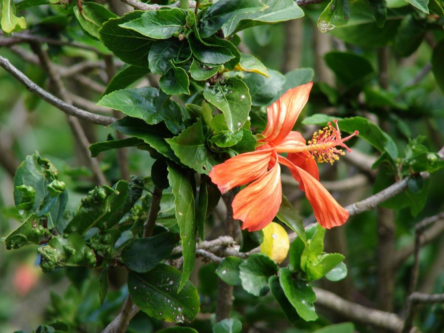 Кокия ходзияко