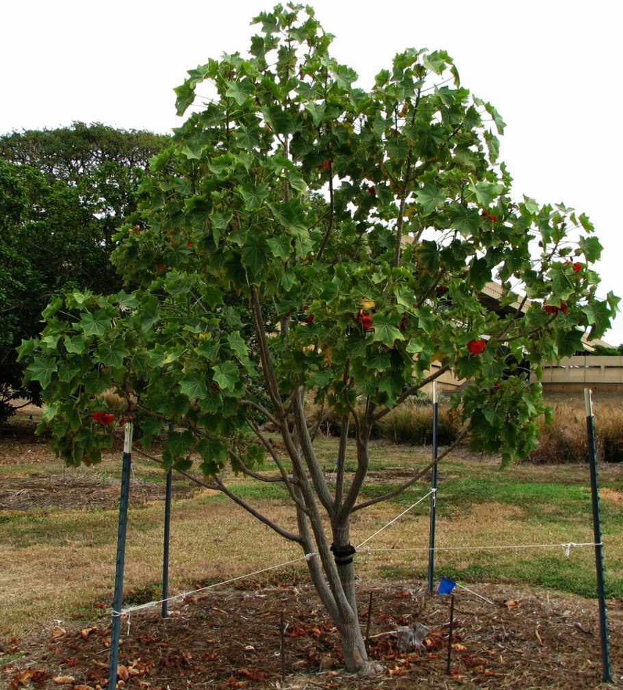 Кокио цветок