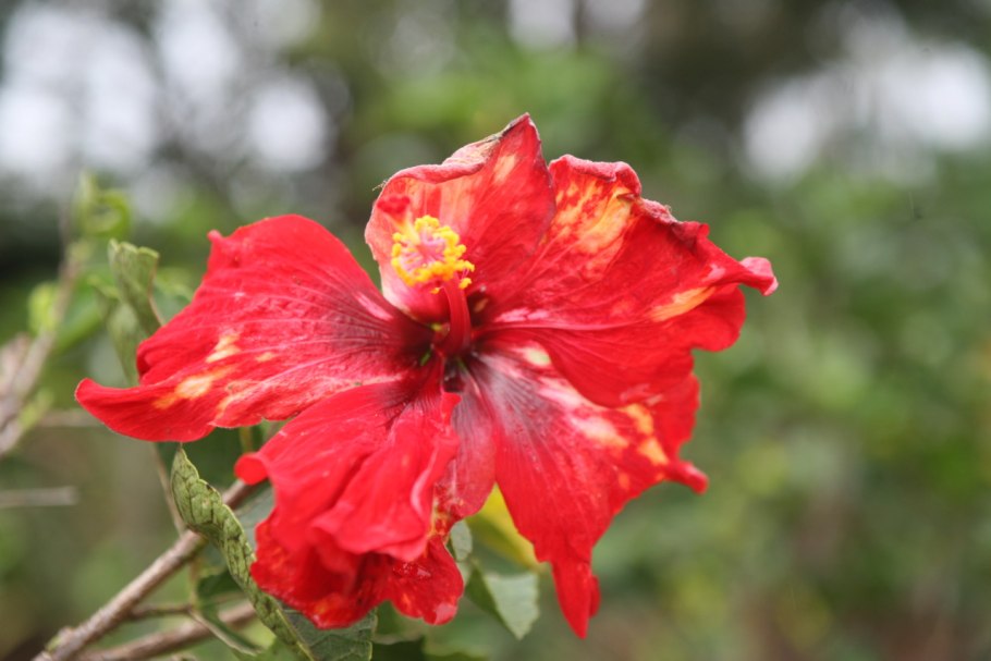 Hibiscus arnottianus