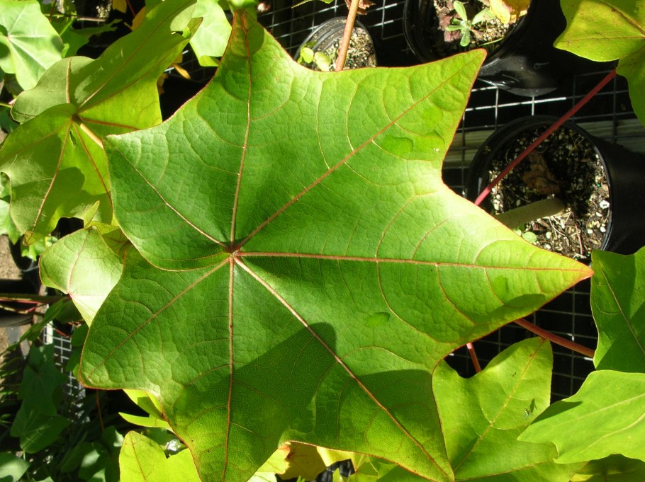 Кокия Кая пляж