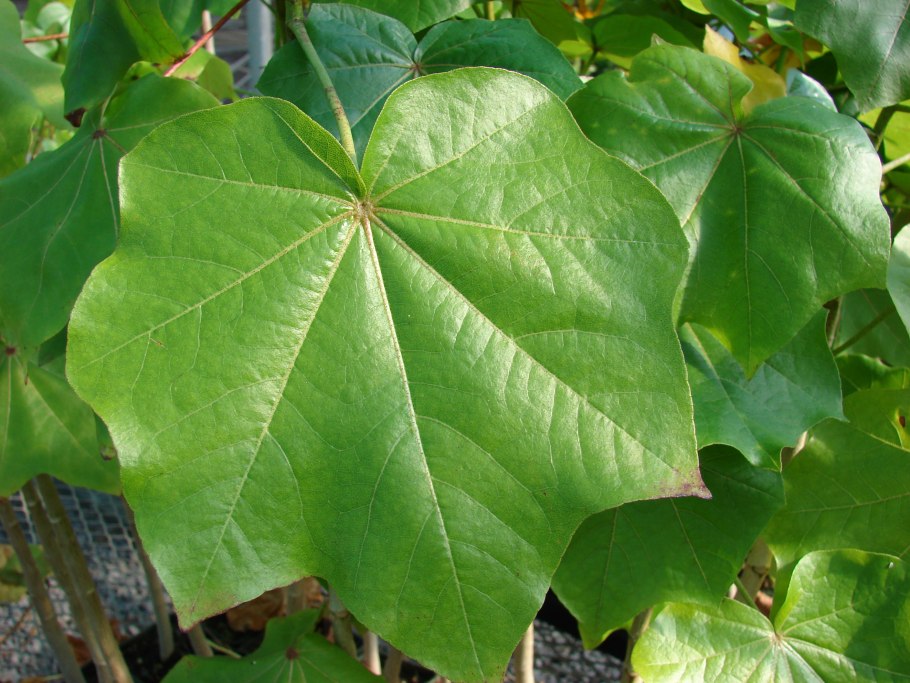 Кокио цветок