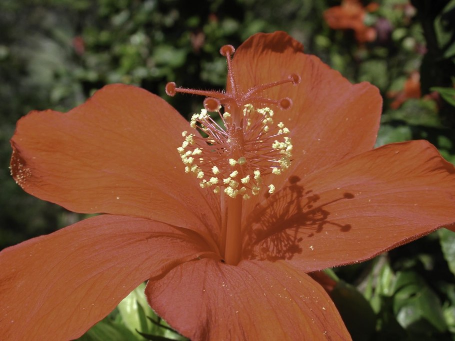 Гибискус оранж