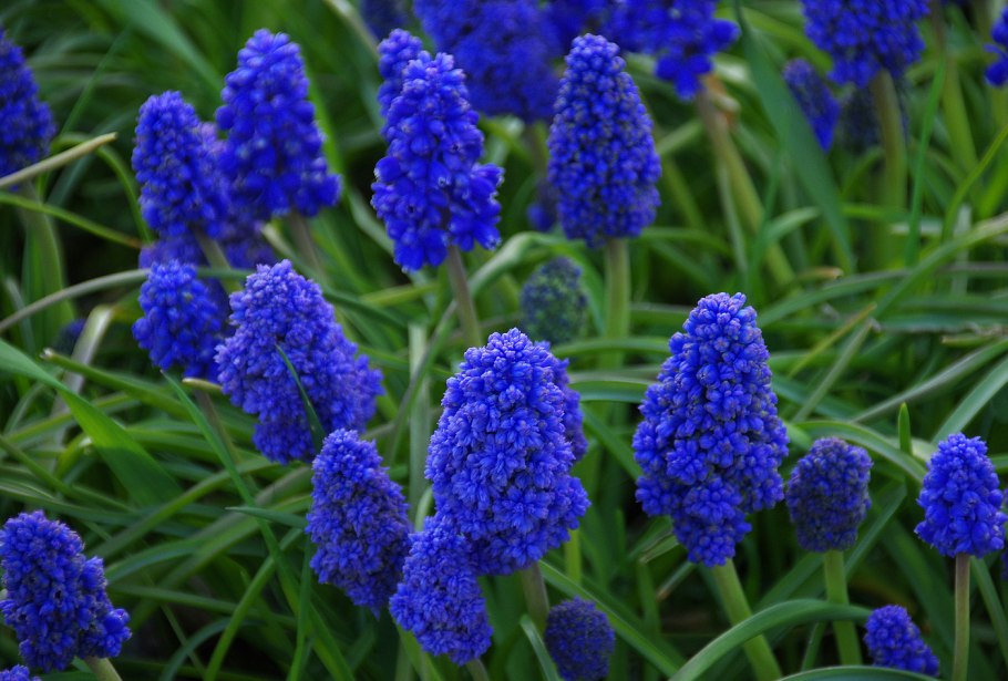 Мускари latifolium