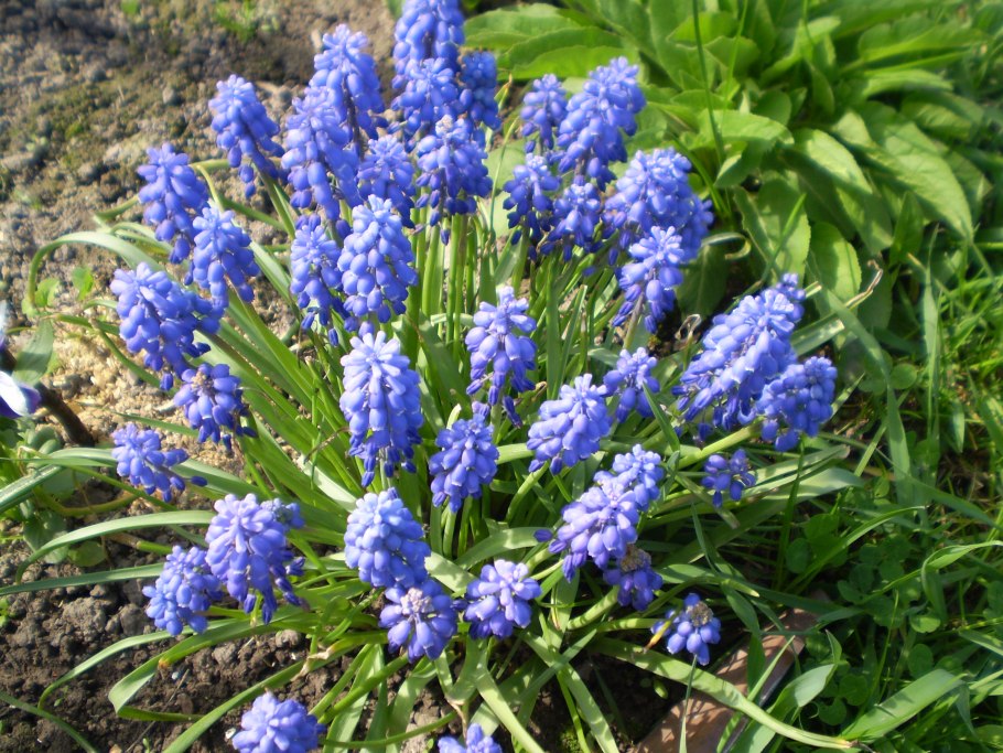 Мускари гиацинт цветы