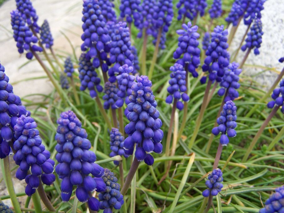 Мускари (Muscari) armeniacum