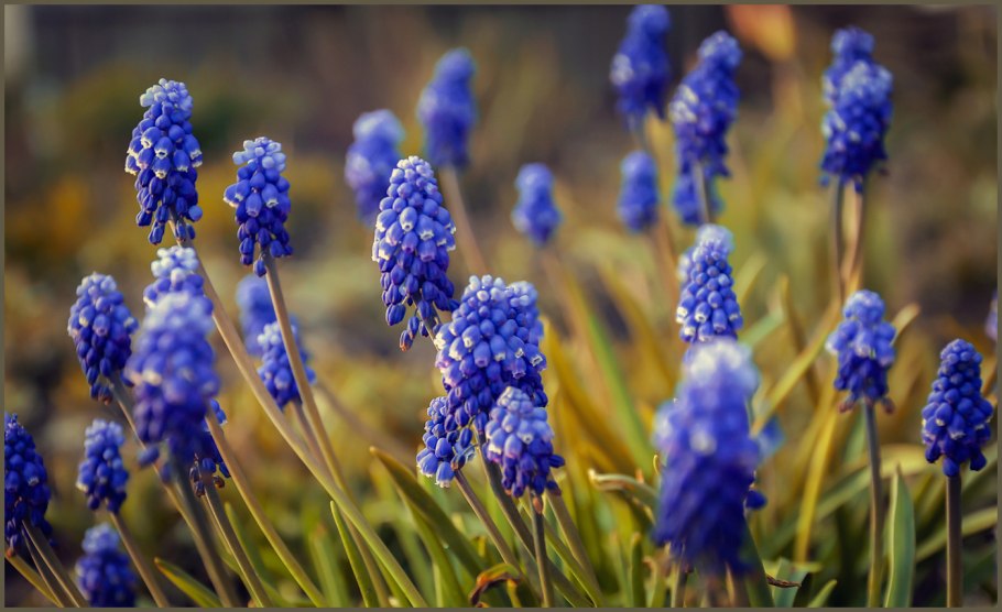 Мускари Пепперминт