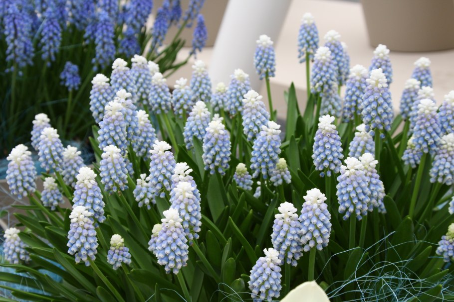 Мускари армянский Азуреум