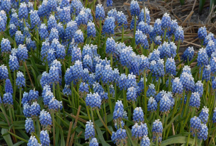 Мышиный гиацинт мускари