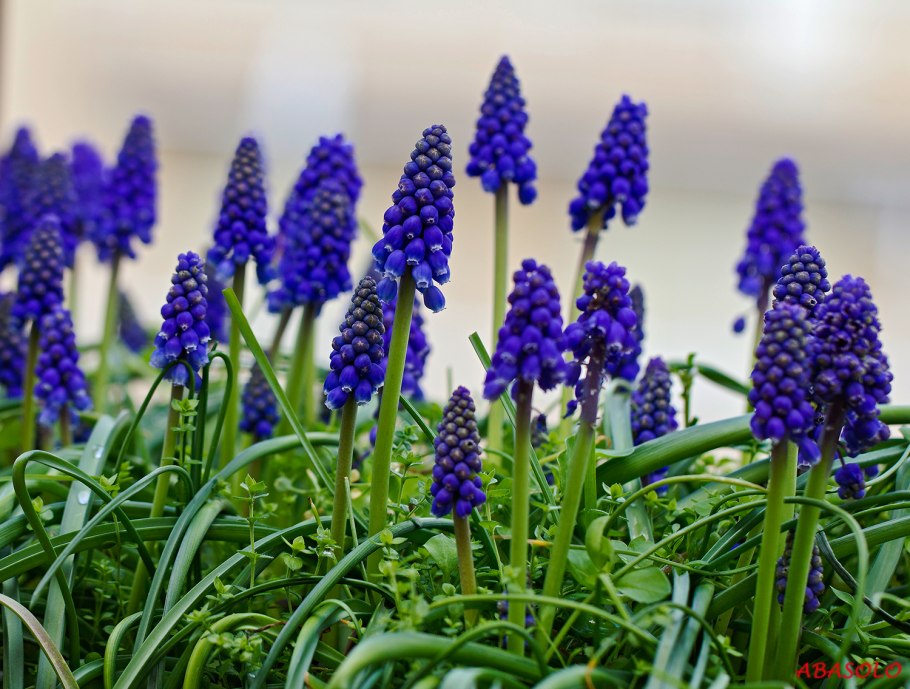 Мышиный гиацинт мускари