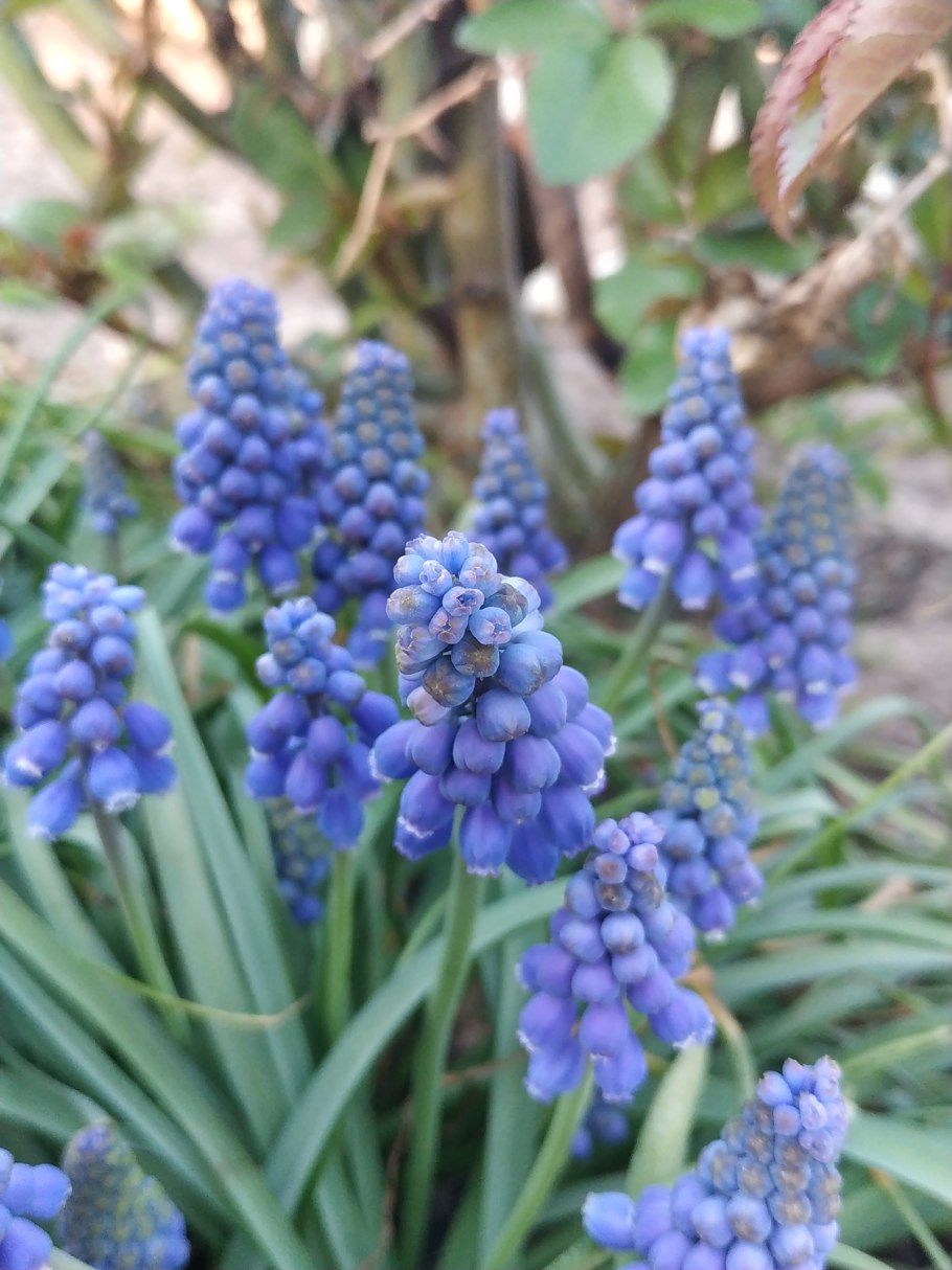 Мускари и другие луковичные