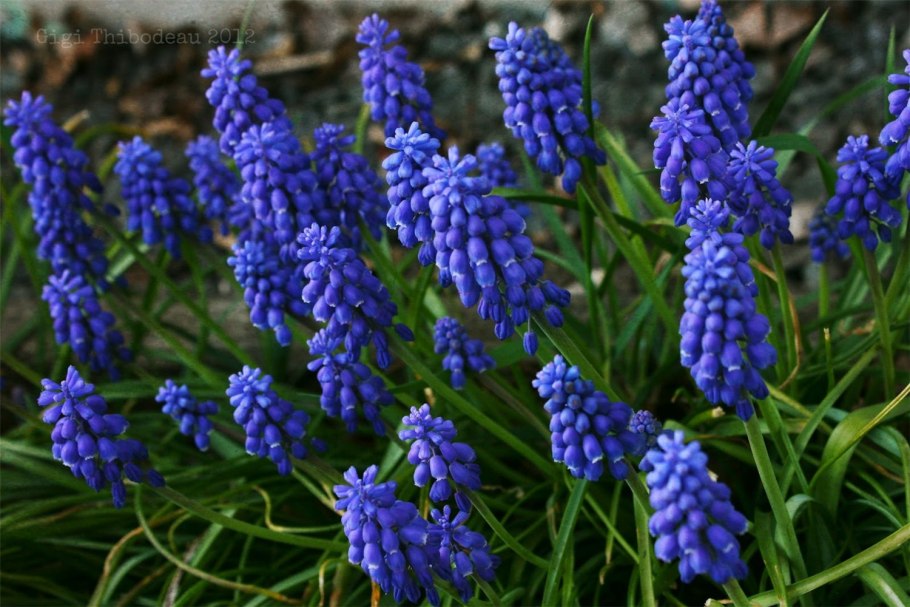 Мускари армянский latifolium