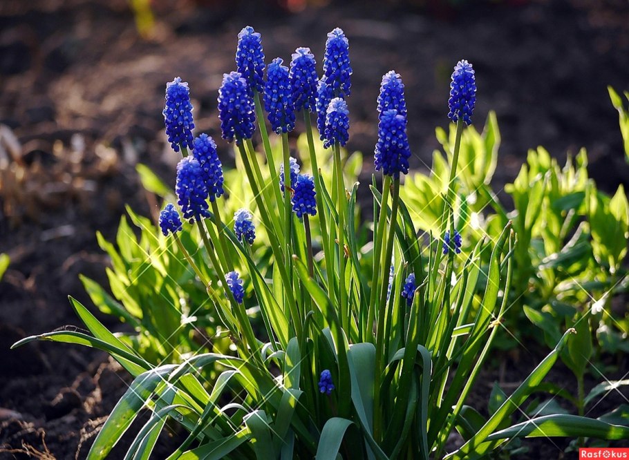 Мускари армянский Muscari armeniacum