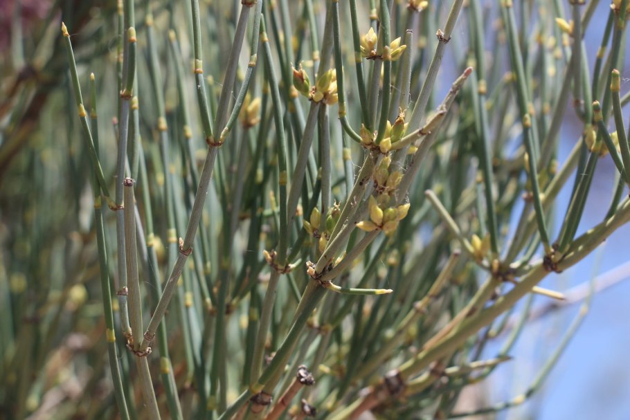 Эфедра хвощевидная Ephedra equisetina .эфедра хвощевидная Ephedra equisetina .