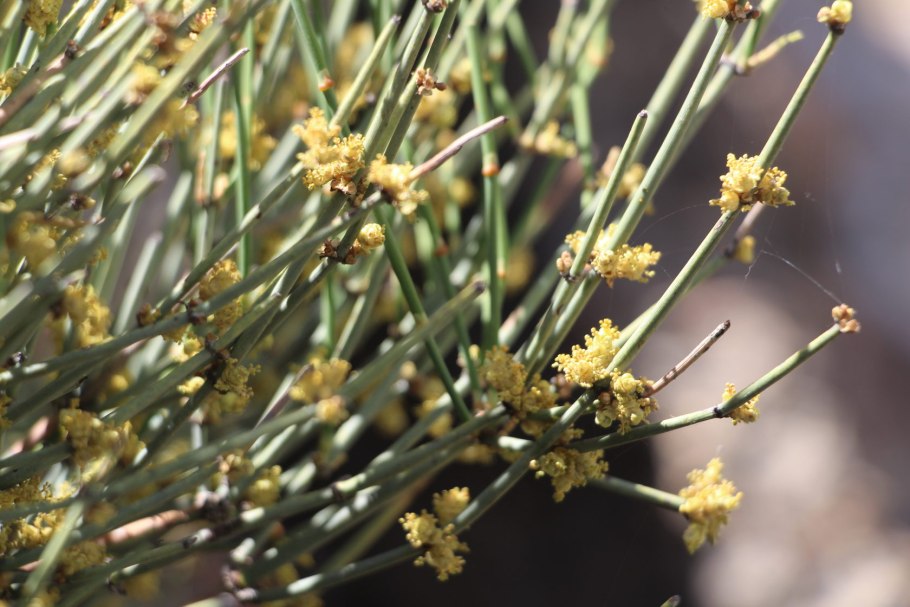 Хвойник эфедра Крымская