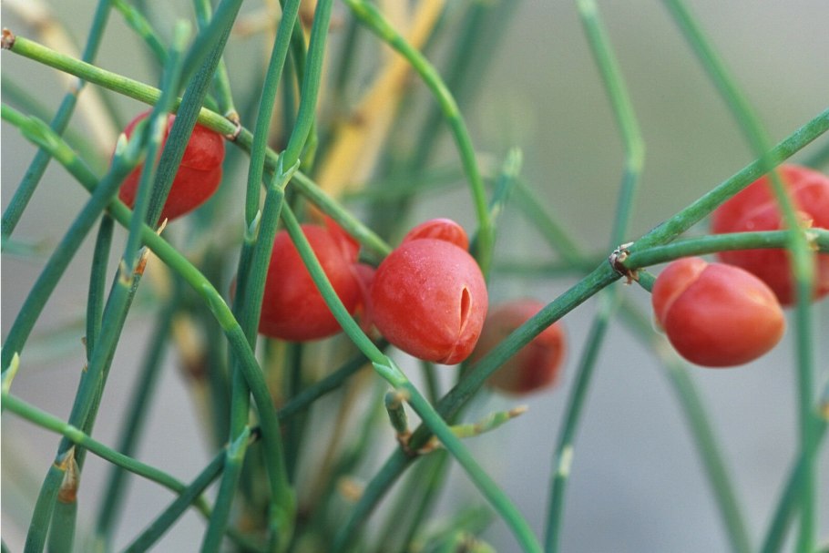 Эфедра хвощевая