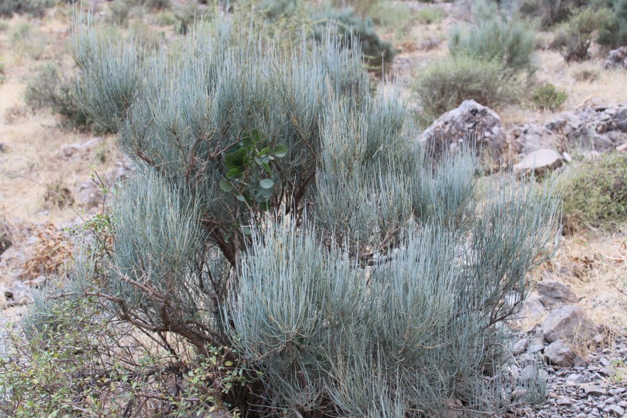 Эфедра хвощевая Ephedra equisetina