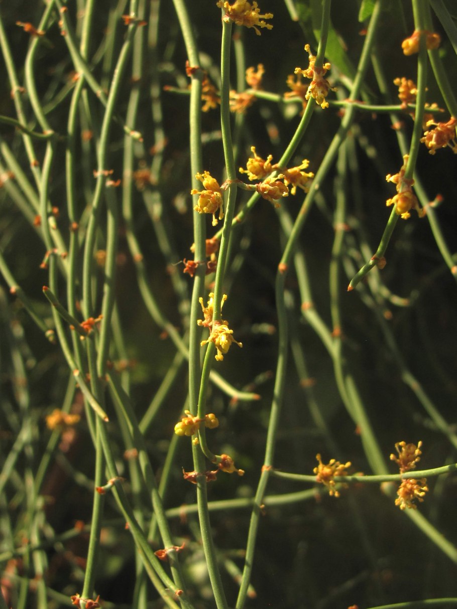 Эфедра растение