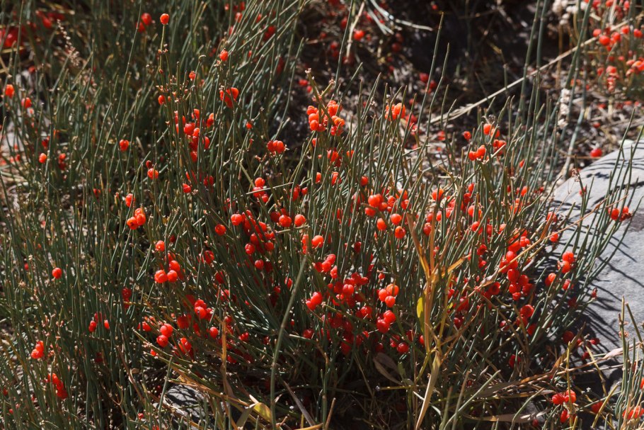 Эфедра хвощевая Горная