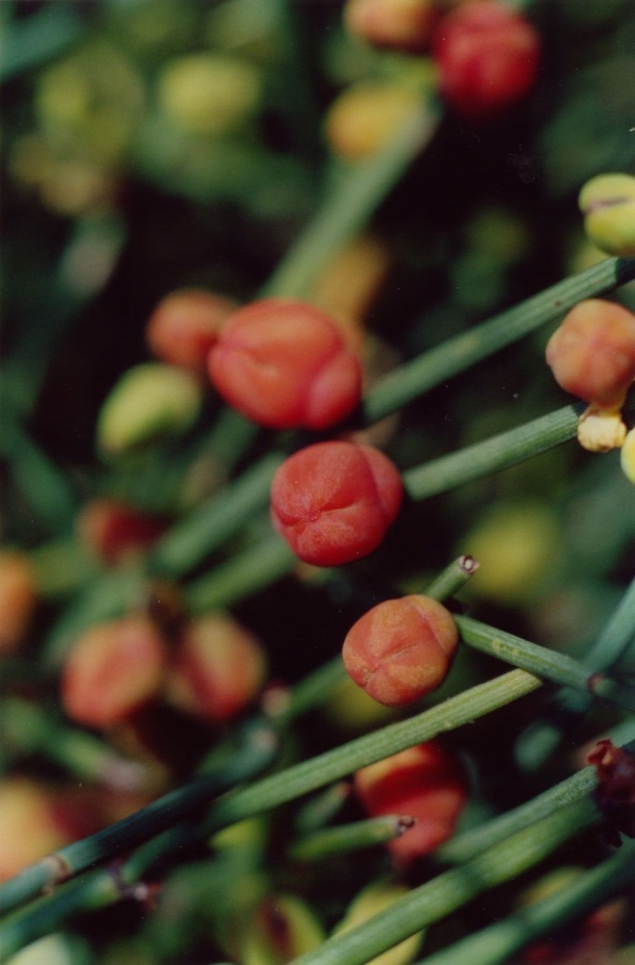 Эфедра Даурская