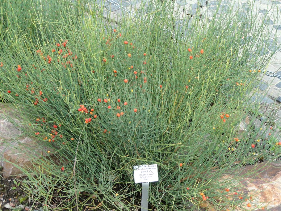 Эфедра хвойник