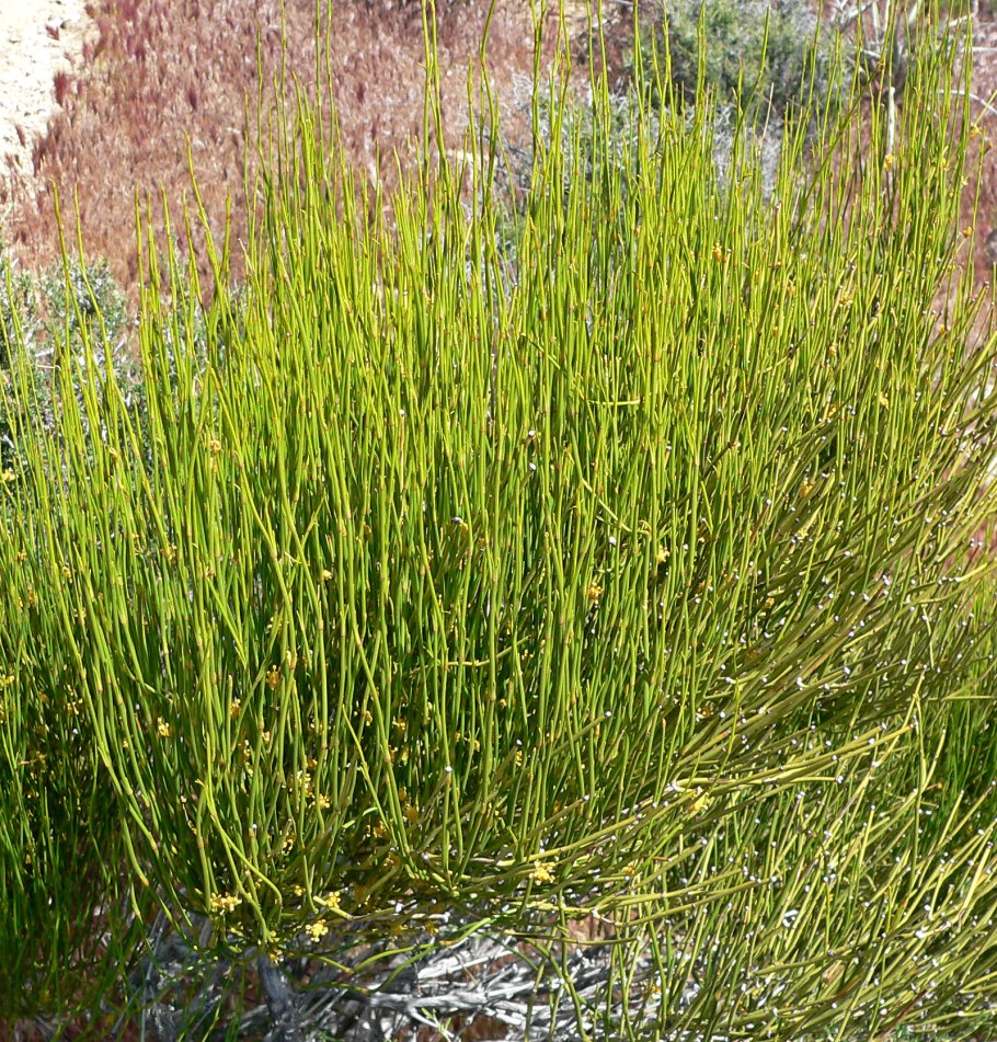 Эфедра хвощевая (Ephedra distachya)